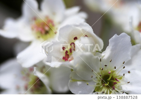 早春 梨の木に咲く満開の白い花 早春 梨の木に咲く満開の白い花 138887528