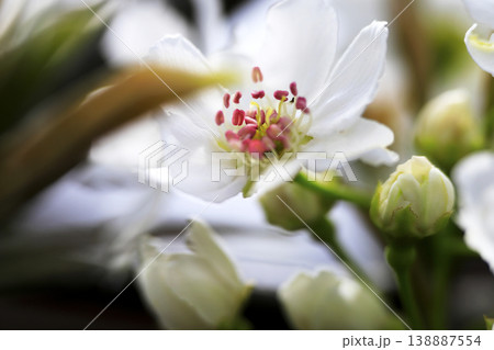 早春 梨の木に咲く満開の白い花 早春 梨の木に咲く満開の白い花 138887554