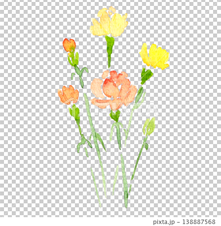 Watercolor carnations Watercolor carnations 138887568