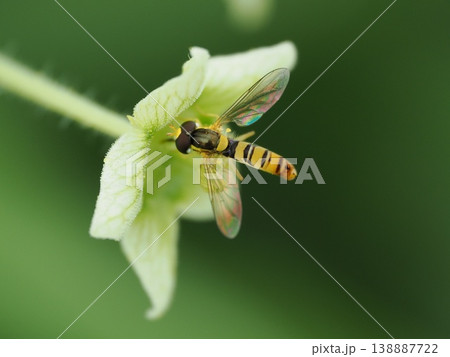 ヒラタアブ、アレチウリの花で 138887722