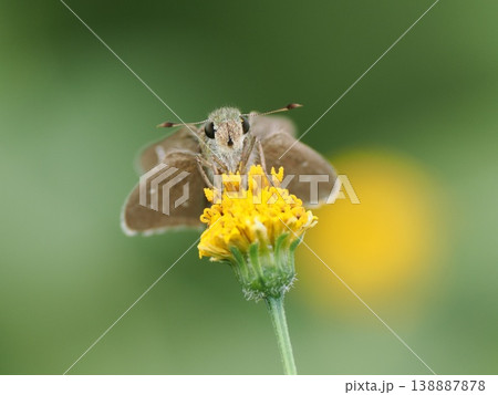 セセリチョウ、センダングサ属の黄色い花で セセリチョウ、センダングサ属の黄色い花で 138887878