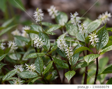 白いブラシ状の花を咲かせるヒトリシズカ 白いブラシ状の花を咲かせるヒトリシズカ 138888079