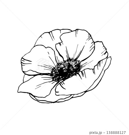 Anemone flower with delicate petals. Hand drawn vector line art. Black and white Floral Bouquets. Outline Illustration for packaging, tattoos and spring floral Coloring page on a white background Anemone flower with delicate petals. Hand drawn vector line art. Black and white Floral Bouquets. Outline Illustration for packaging, tattoos and spring floral Coloring page on a white background 138888127