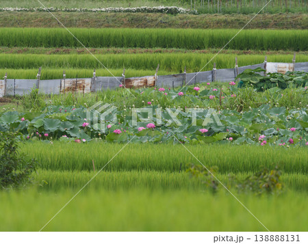 蓮の花が咲く棚田の風景 138888131