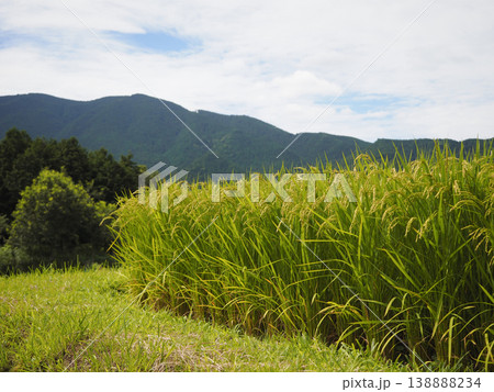 稲穂を付けた田園風景 稲穂を付けた田園風景 138888234