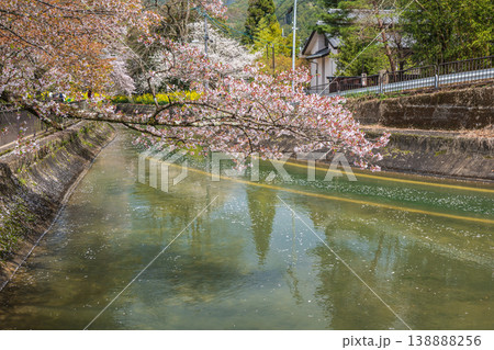 琵琶湖疏水沿いに咲く桜 諸羽トンネル出口付近 京都市 琵琶湖疏水沿いに咲く桜 諸羽トンネル出口付近 京都市 138888256