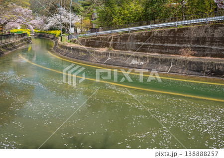 琵琶湖疏水沿いに咲く桜 諸羽トンネル出口付近 京都市 琵琶湖疏水沿いに咲く桜 諸羽トンネル出口付近 京都市 138888257