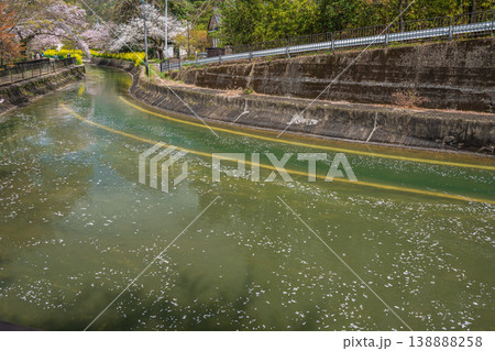 琵琶湖疏水沿いに咲く桜　諸羽トンネル出口付近　京都市 138888258