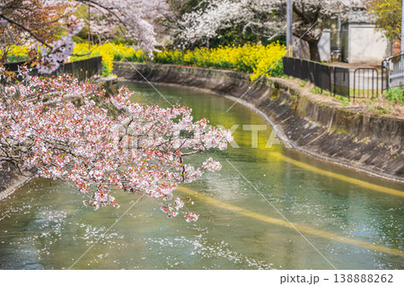 琵琶湖疏水沿いに咲く桜　諸羽トンネル入口　京都市 138888262