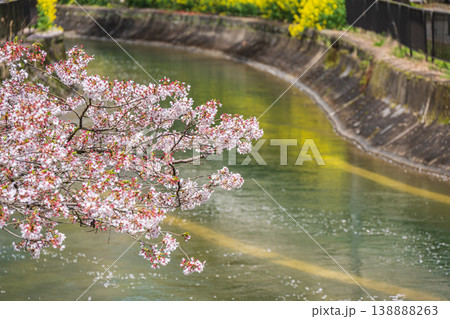 琵琶湖疏水沿いに咲く桜　諸羽トンネル出口付近　京都市 138888263