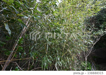 世界遺産　長崎市大野集落（大野教会堂） 138888315