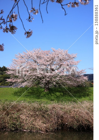 法勝寺川の土手桜 10 法勝寺川の土手桜 10 138888361