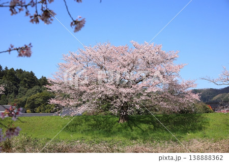法勝寺川の土手桜　9 138888362