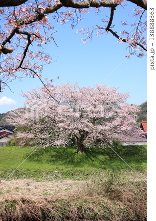 法勝寺川の土手桜 8 法勝寺川の土手桜 8 138888363