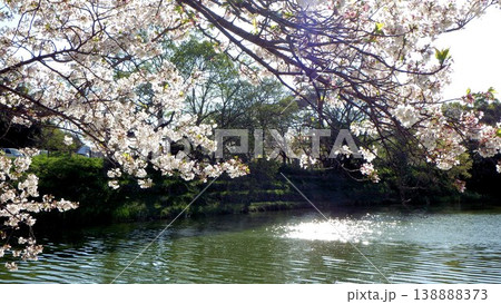 満開の桜とお堀の光の反映 満開の桜とお堀の光の反映 138888373