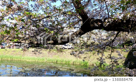 お堀のそばの満開の桜 お堀のそばの満開の桜 138888470