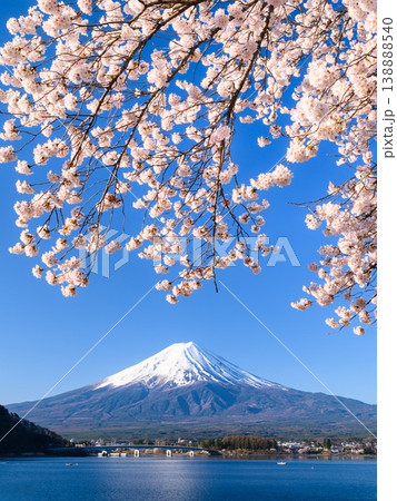 河口湖畔に咲く満開の桜と富士山 河口湖畔に咲く満開の桜と富士山 138888540