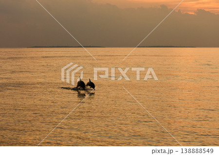 A couple of dolphins jump out of the water at sunset, they frolic, mating, in the background is a beautiful sky during sunset A couple of dolphins jump out of the water at sunset, they frolic, mating, in the background is a beautiful sky during sunset 138888549