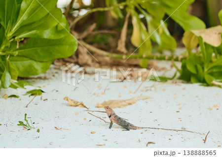 A beautiful multicolored lizard on the white sand of the Maldives island, posing for the camera 138888565