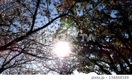 満開の桜の間からのぞく日の光 138888589