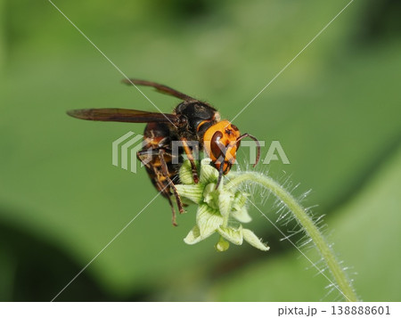 コガタスズメバチ、アレチウリの花で コガタスズメバチ、アレチウリの花で 138888601