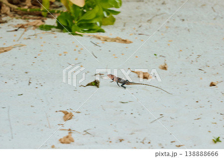 A beautiful multicolored lizard on the white sand of the Maldives island, posing for the camera 138888666