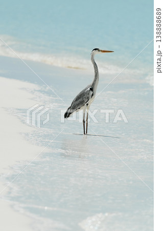 A lone stork stands and hunts on the white sand of the Maldives coast on a sunny day, blue water all around, small waves A lone stork stands and hunts on the white sand of the Maldives coast on a sunny day, blue water all around, small waves 138888689