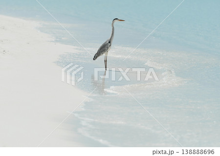 A lone stork stands and hunts on the white sand of the Maldives coast on a sunny day, blue water all around, small waves 138888696
