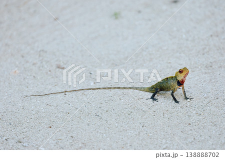 A beautiful multicolored lizard on the white sand of the Maldives island, posing for the camera A beautiful multicolored lizard on the white sand of the Maldives island, posing for the camera 138888702