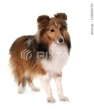 young shetland dog 138888754