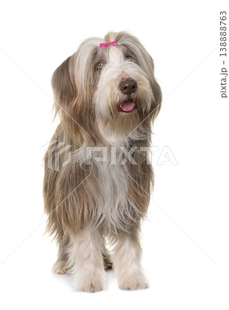 female bearded collie 138888763