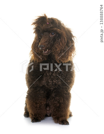poodle in studio 138888764