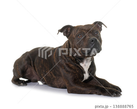 stafforshire bull terrier stafforshire bull terrier 138888765