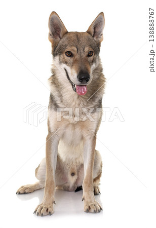 czechoslovakian wolf dog 138888767