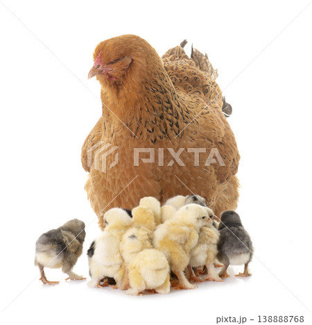 brahma chicken and chicks brahma chicken and chicks 138888768