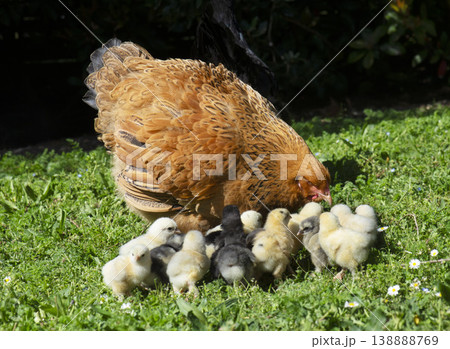 brahma chicken and chicks brahma chicken and chicks 138888769