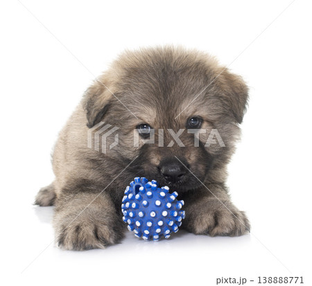ancient type german shepherd 138888771