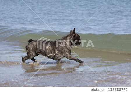 french bouledogue on the beach french bouledogue on the beach 138888772