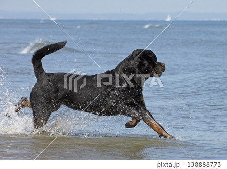 rottweiler in holidays rottweiler in holidays 138888773