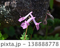 北摂で早春に見られたで見られた淡いピンク色の花が綺麗なジロボウエンゴサク 138888778