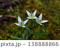 高野山で見た日本の民間薬の代表である白色に紫色の筋が綺麗なセンブリの花 138888866