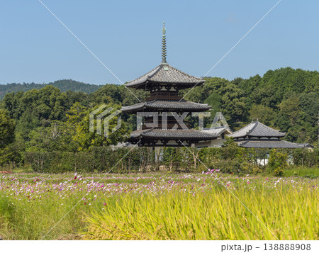 法起寺の三重塔と秋桜 法起寺の三重塔と秋桜 138888908