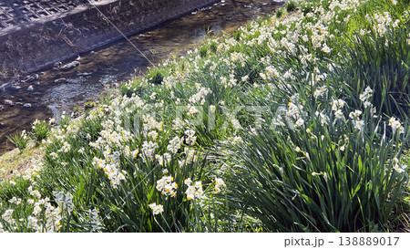 ニホンズイセンの群生(佐保川) 138889017