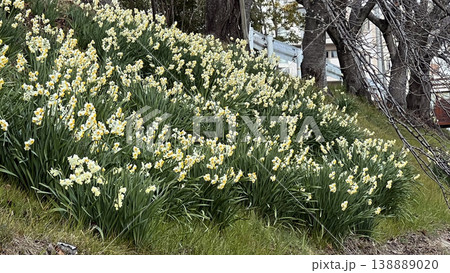 ニホンズイセンの群生(佐保川) 138889020