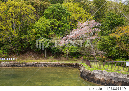 琵琶湖疏水沿いの新緑の山 諸羽トンネル入口付近 京都市 琵琶湖疏水沿いの新緑の山 諸羽トンネル入口付近 京都市 138889149