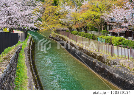 春の琵琶湖疏水　京都市 138889154