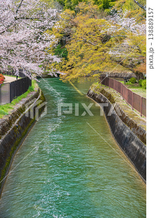 春の琵琶湖疏水 京都市 春の琵琶湖疏水 京都市 138889157