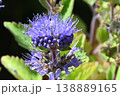九州原産の青紫色の花の集散花序が段状つくのか綺麗なダンギク 138889165