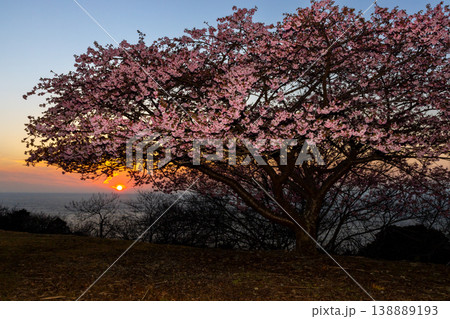 静岡県沼津市戸田 海岸の高台に咲く河津桜と駿河湾越しに沈む夕日の夕景 静岡県沼津市戸田 海岸の高台に咲く河津桜と駿河湾越しに沈む夕日の夕景 138889193