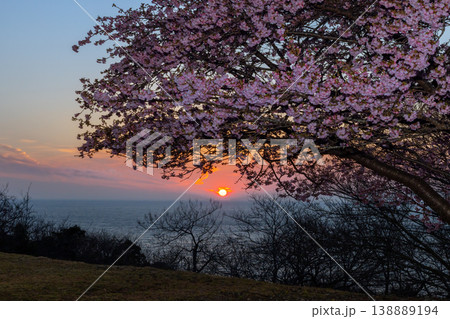 静岡県沼津市戸田　海岸の高台に咲く河津桜と駿河湾越しに沈む夕日の夕景 138889194